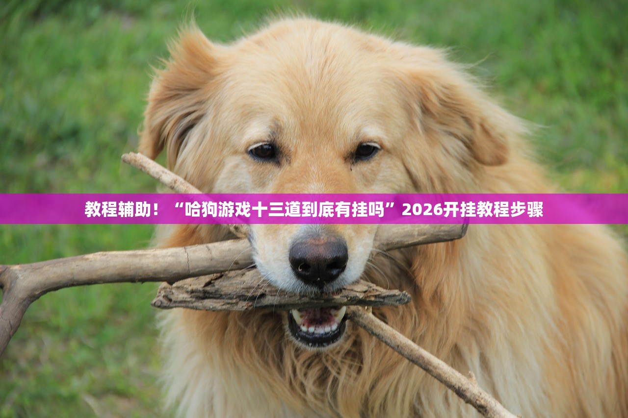 教程辅助！“哈狗游戏十三道到底有挂吗”2026开挂教程步骤