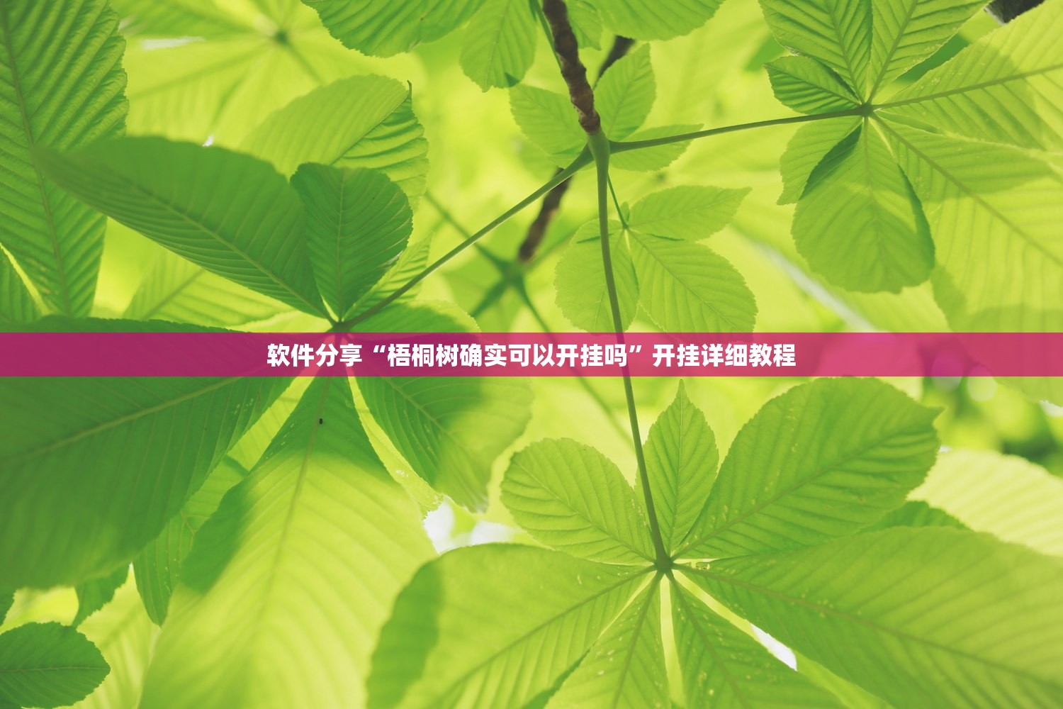 软件分享“梧桐树确实可以开挂吗”开挂详细教程