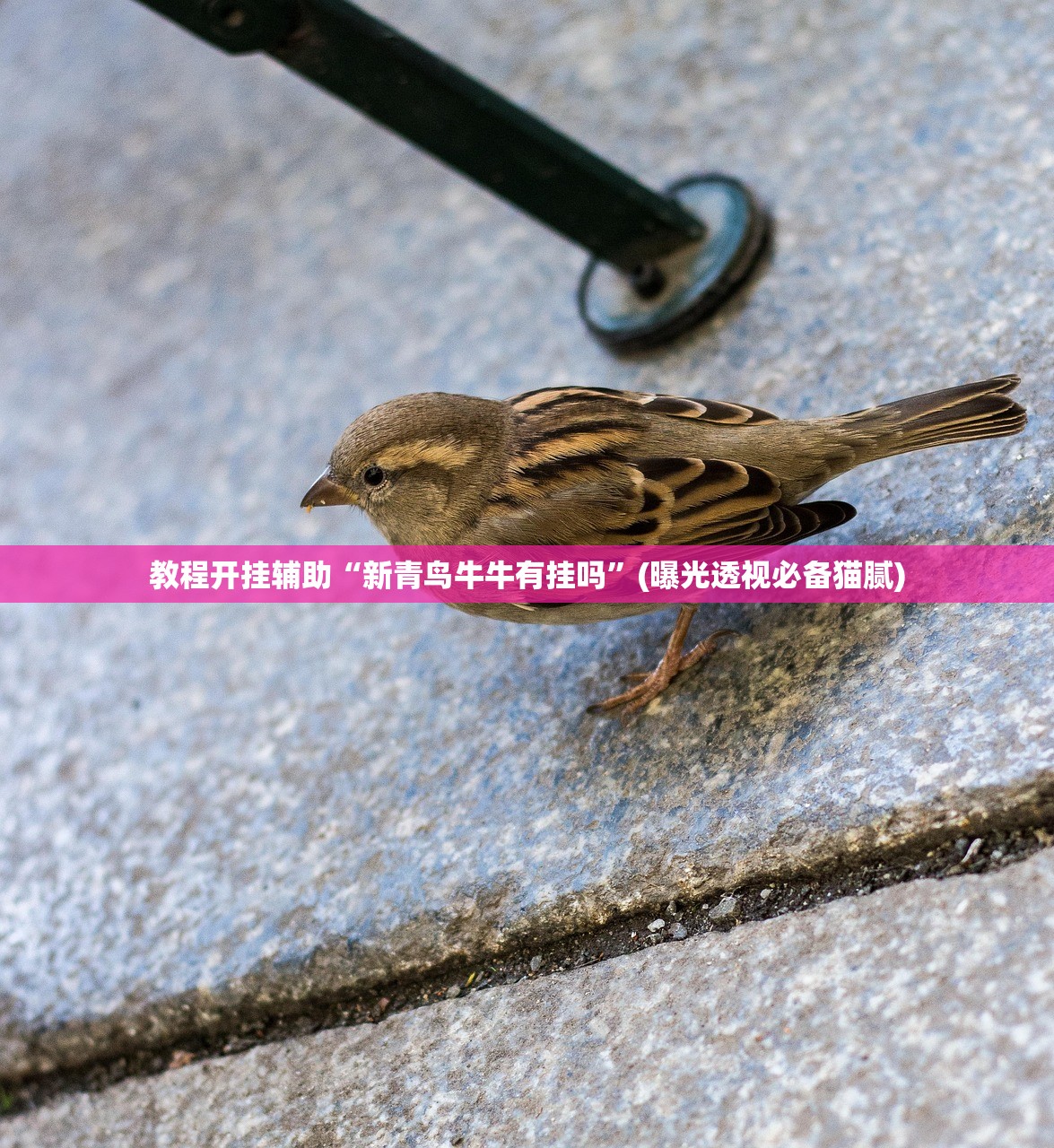 教程开挂辅助“超稳拼三张有没有辅助器	”开挂(透视)辅助教程