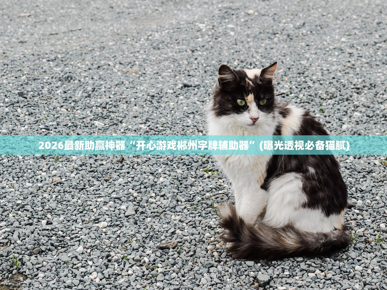 2026最新助赢神器“开心游戏郴州字牌辅助器	”(曝光透视必备猫腻)