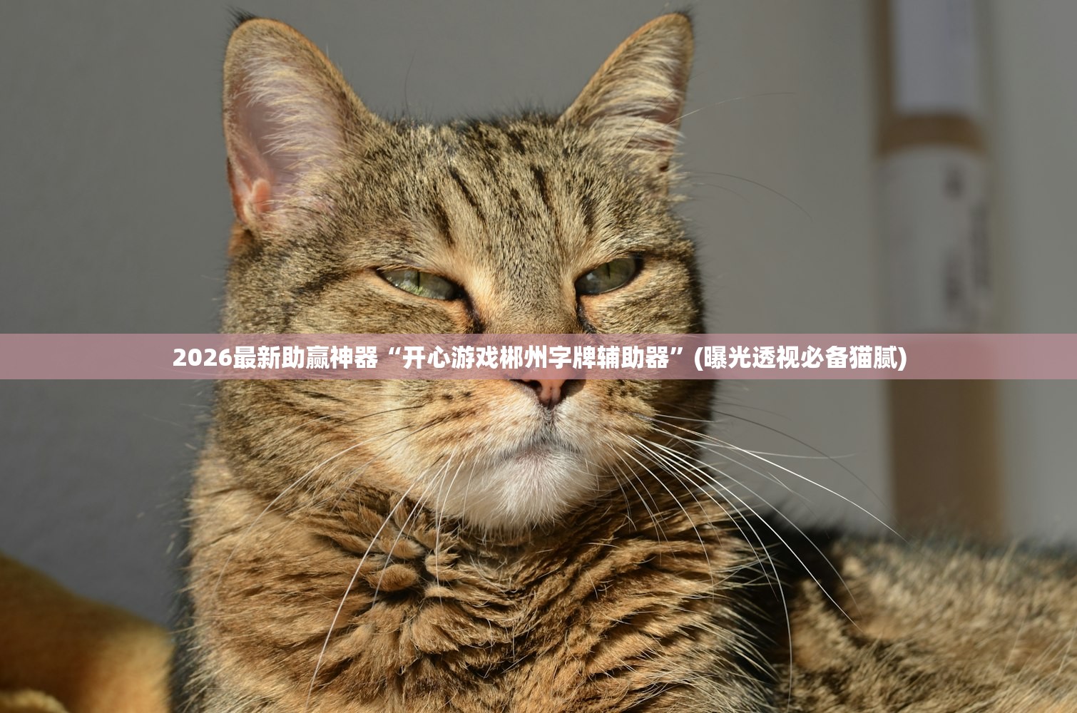 2026最新助赢神器“开心游戏郴州字牌辅助器”(曝光透视必备猫腻)