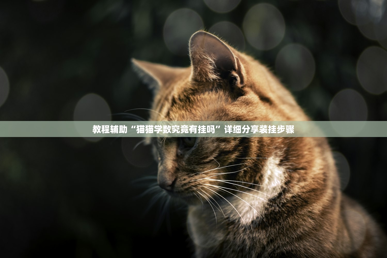 教程辅助“猫猫学数究竟有挂吗”详细分享装挂步骤