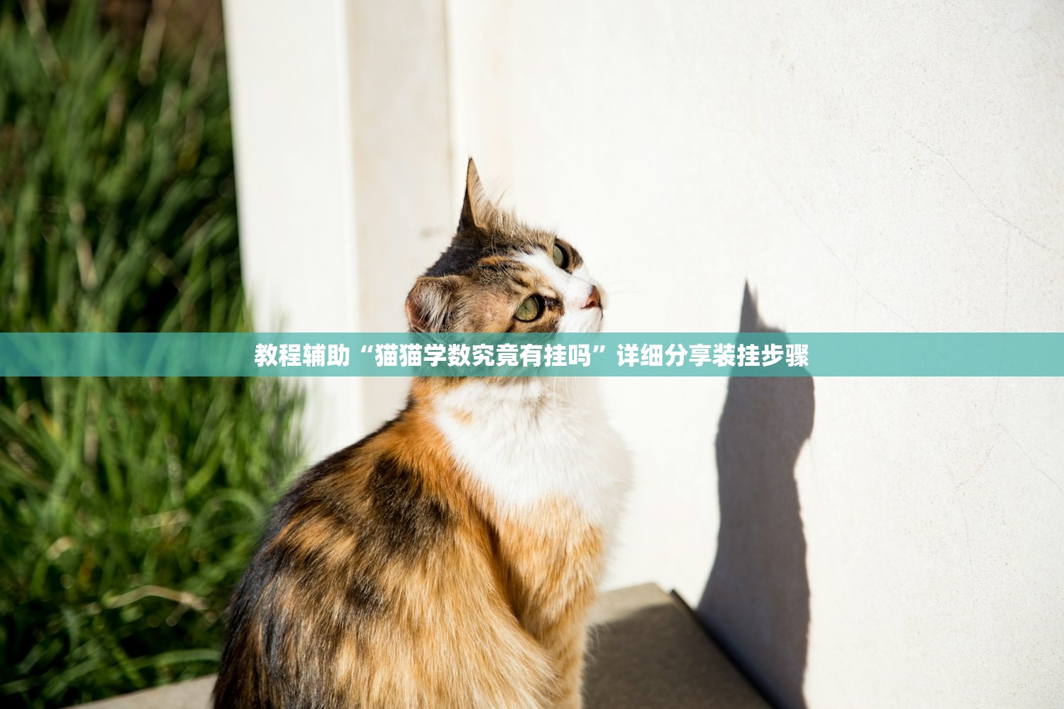 教程辅助“猫猫学数究竟有挂吗	”详细分享装挂步骤