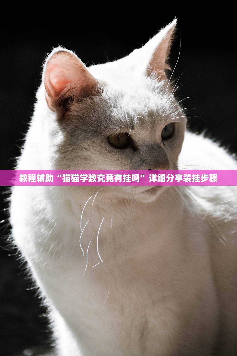 教程辅助“猫猫学数究竟有挂吗”详细分享装挂步骤