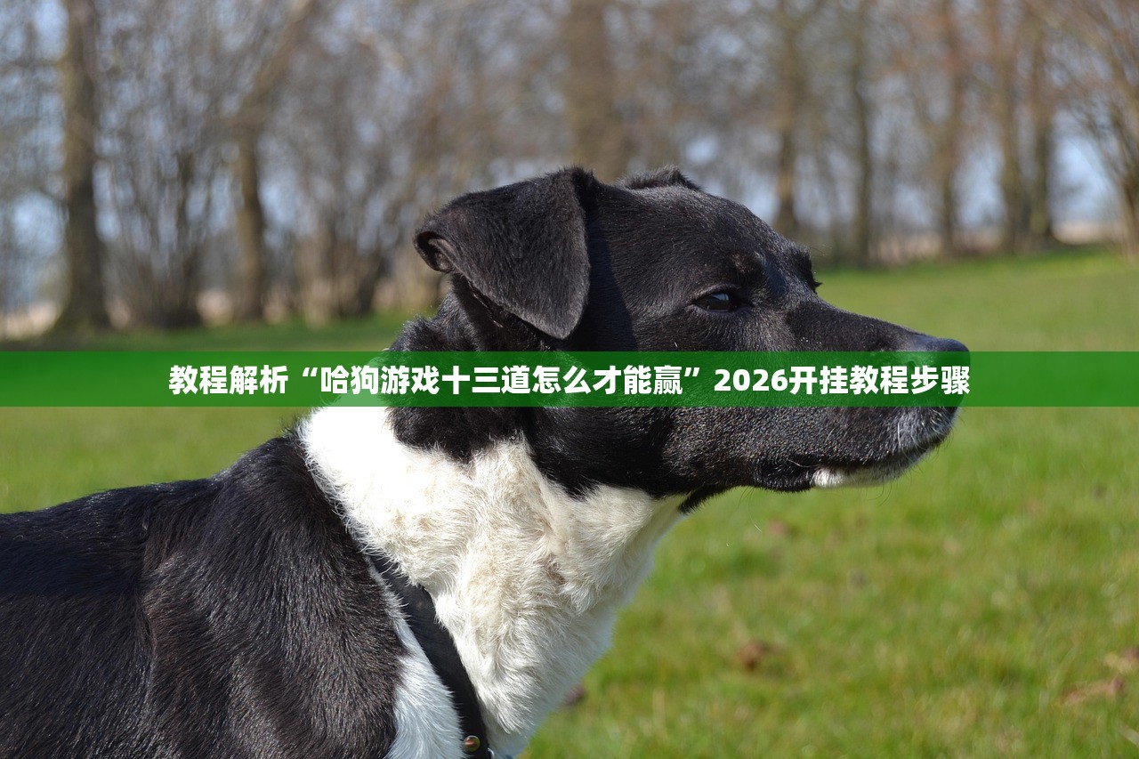 教程解析“哈狗游戏十三道怎么才能赢	”2026开挂教程步骤