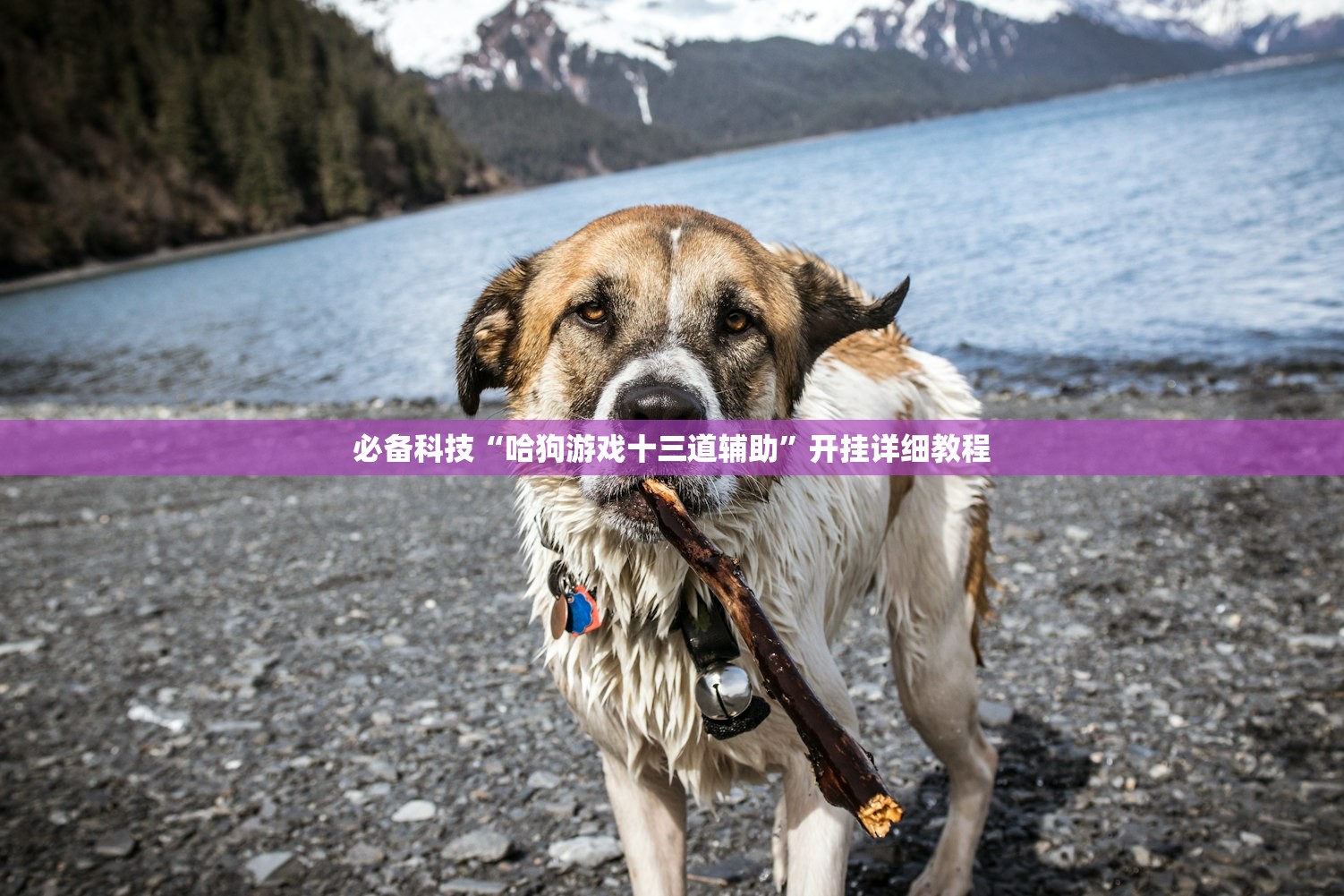 必备科技“哈狗游戏十三道辅助”开挂详细教程